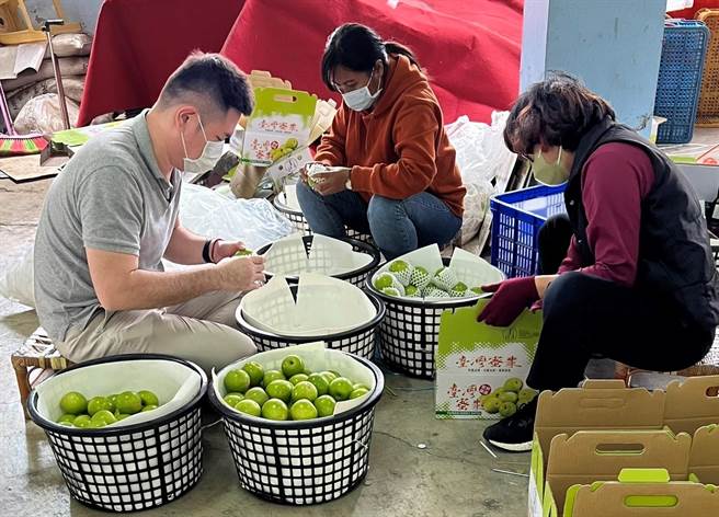 南瀛农产国际行销公司年前枣子订单已达3000斤。（南瀛农产国际行销公司提供／刘秀芬台南传真）