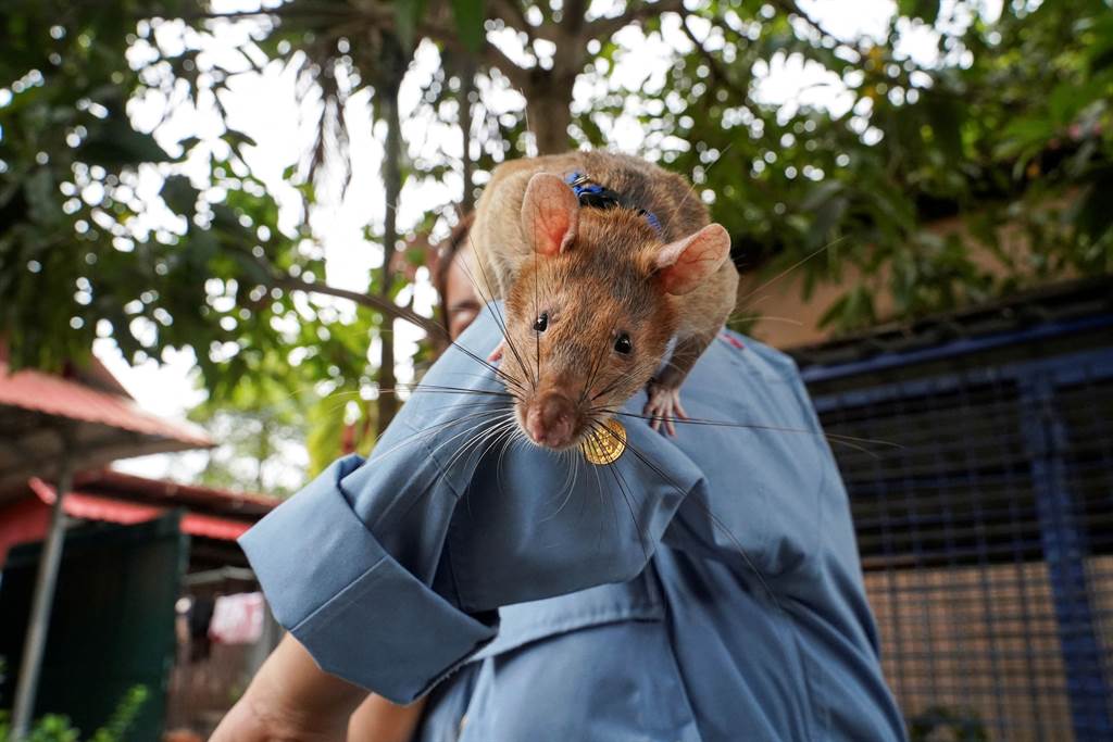 终其一生都在帮助扫雷工作，马加瓦Magawa是史上第一只获得金牌殊荣的老鼠。图/路透社(photo:ChinaTimes)