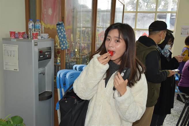 苗栗縣獅潭鄉的草莓大又紅潤好吃，是養顏美容的好水果。（謝明俊攝）