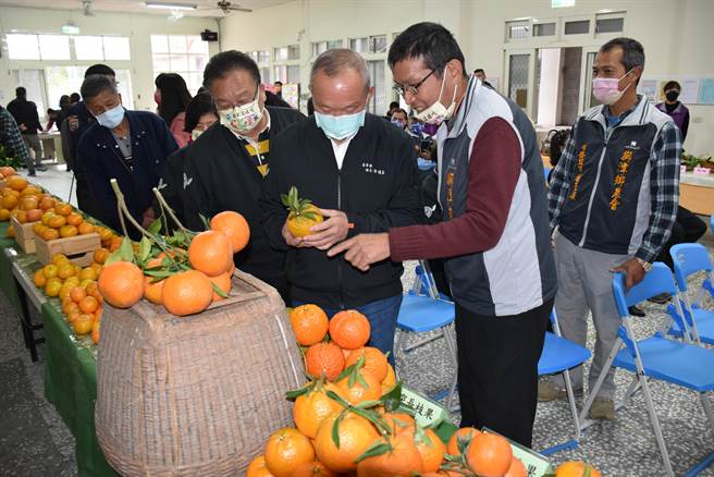 獅潭鄉今年的桶柑果實非常碩大。（謝明俊攝）
