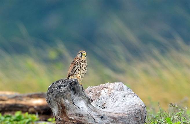 列为2级保育的猛禽红隼在台湾属冬候鸟或过境鸟，知本溼地海边偶尔可发现其踪迹。（庄哲权摄）