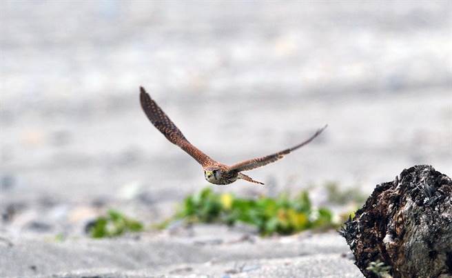 列为2级保育的猛禽红隼在台湾属冬候鸟或过境鸟，知本溼地海边偶尔可发现其踪迹。（庄哲权摄）
