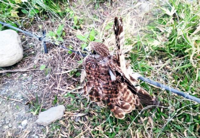 1只列为2级保育的猛禽红隼被渔网缠绊无法动弹，幸经小三学童即刻 救援，保住小命。（台东县野鸟学会提供）