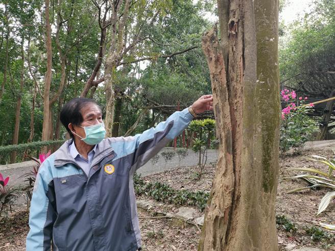 台南市官田区渡拔里长胡义全说，川文山桃花心木林白蚁问题已经很多年无解。（刘秀芬摄）