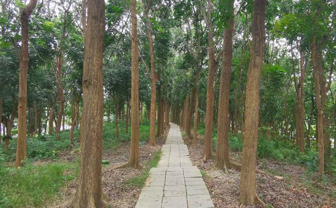 步道两旁桃花心木树干可以明显看到白蚁筑巢痕迹。（刘秀芬摄）