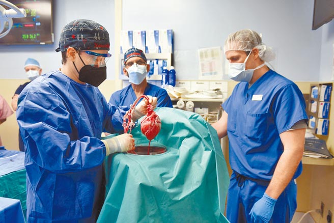 美国外科医师成功将基因改造猪的心臟移植到一名57岁男子身上，创医学先例，有朝一日可望有助解决捐赠器官长期短缺的问题。图为医师手中拿的基因改造猪的心臟。（路透）