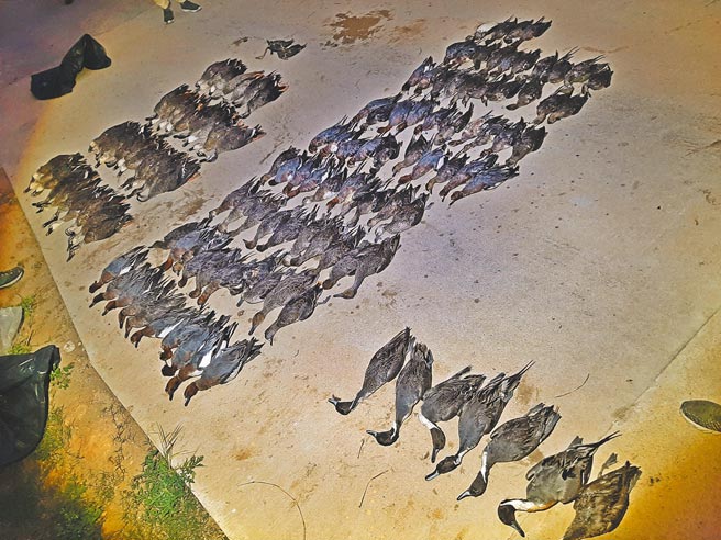 逾150隻水鳥死亡，景況讓人怵目驚心。（金門縣府提供／李金生傳真）