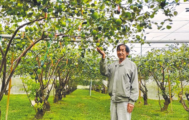 台南市楠西区邱春清农友枣园雪蜜成熟期赶上年前送礼旺季。（刘秀芬摄）