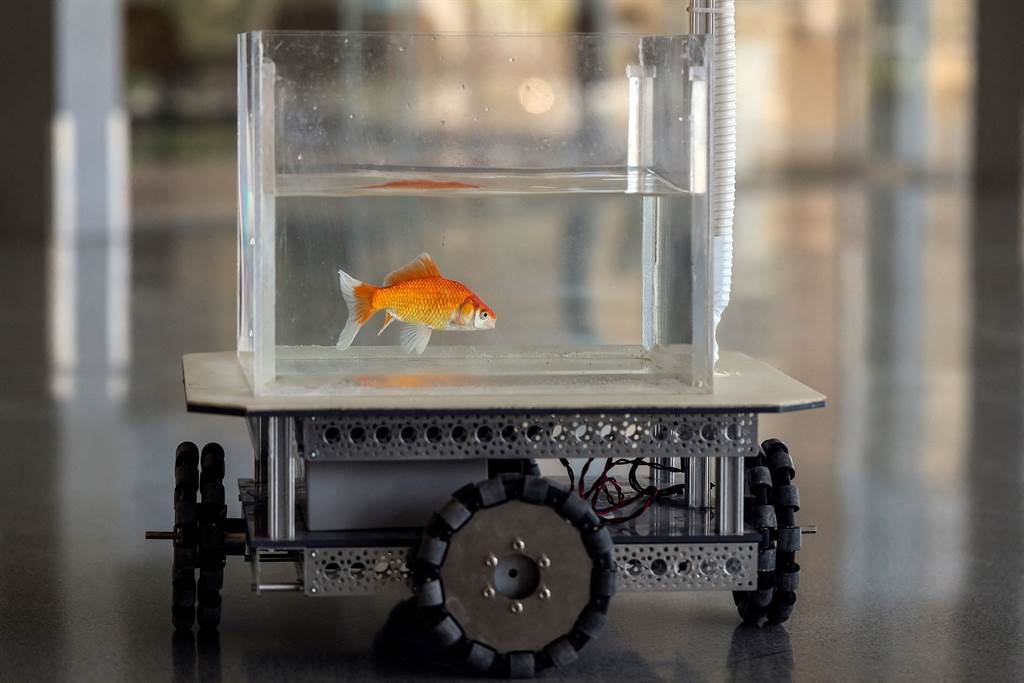 研究人员设计一辆底部装有轮子的鱼动车FOV，将装有金鱼的鱼缸摆在上面，并架设摄影机记录鱼动车行驶路径。图/路透社(photo:ChinaTimes)