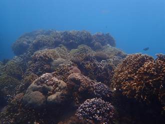 珊瑚與藻類調查 海保署調查：部分地區仍失能