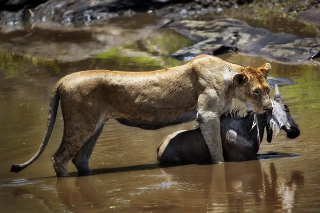 一隻母獅發現落單角馬寶寶後，牠竟沒有獵殺對方，疑似打算將幼崽帶往安全的地方。(示意圖/達志影像)