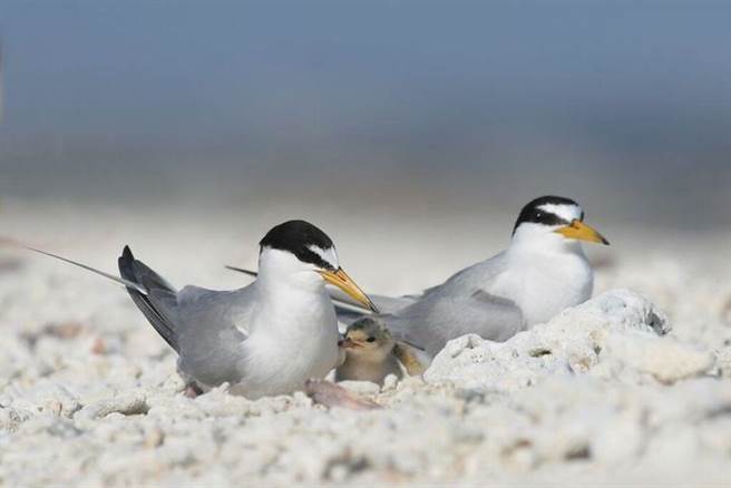神話之鳥黑嘴端鳳頭燕鷗，是澎湖地區為稀有夏候鳥。(圖／澎湖國家風景區管理處提供)