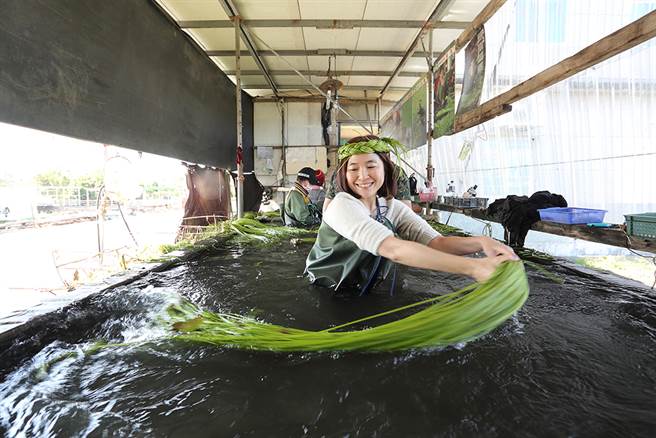洗野莲看似简单，实际换上青蛙装走进水池，才知道需要点技巧，才能甩出水中流动起舞的绿波。(摄影/Carter)