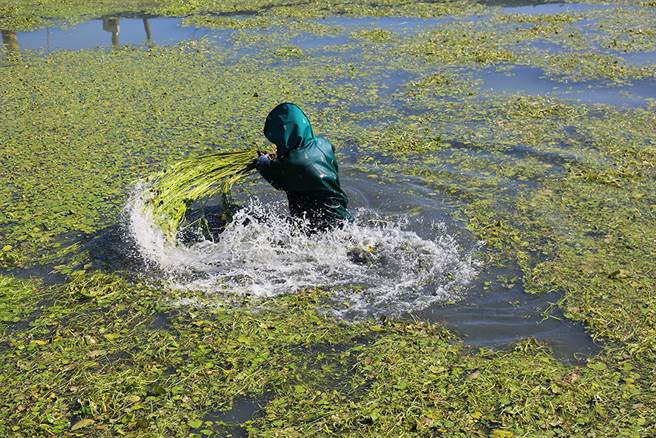 採收长在水田中的野莲，需穿着全身防水衣，弯身割除根部，再用力甩动，梳顺长长的野莲茎部并去除泥沙。(摄影/Carter)
