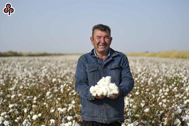 2021年11月3日新疆种棉大户尔肯·热衣木展示自己种植的新棉。（新华社）