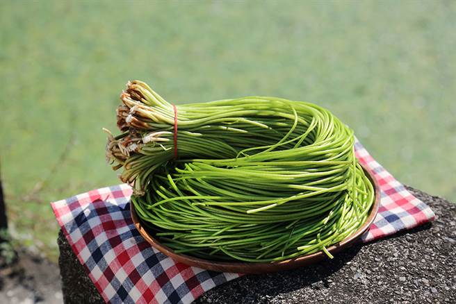 水莲（李家野莲）(摄影/Carter)