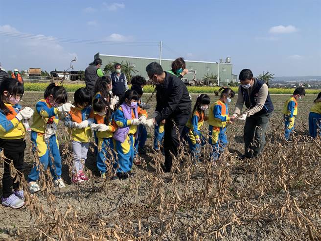 幼兒園孩童走進大豆田內，體驗大豆採收。（林欣儀攝）