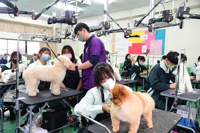 侨泰高中12日与「社团法人台湾畜犬协会（KCT）」缔结策略联盟，图为侨泰中宠物经营科上课情形。（侨泰高中提供提供／黄国峰台中传真）