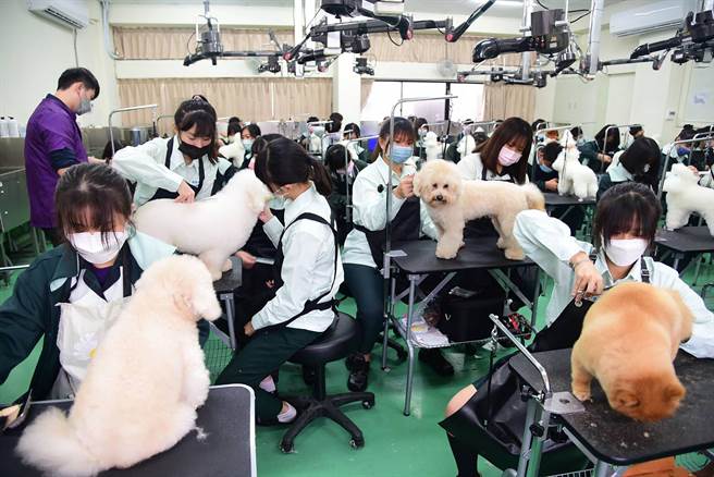侨泰高中12日与「社团法人台湾畜犬协会（KCT）」缔结策略联盟，图为侨泰中宠物经营科上课情形。（侨泰高中提供提供／黄国峰台中传真）