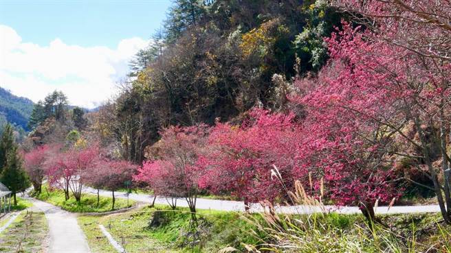武陵农场樱花相继盛开。（翻摄自武陵农场脸书）