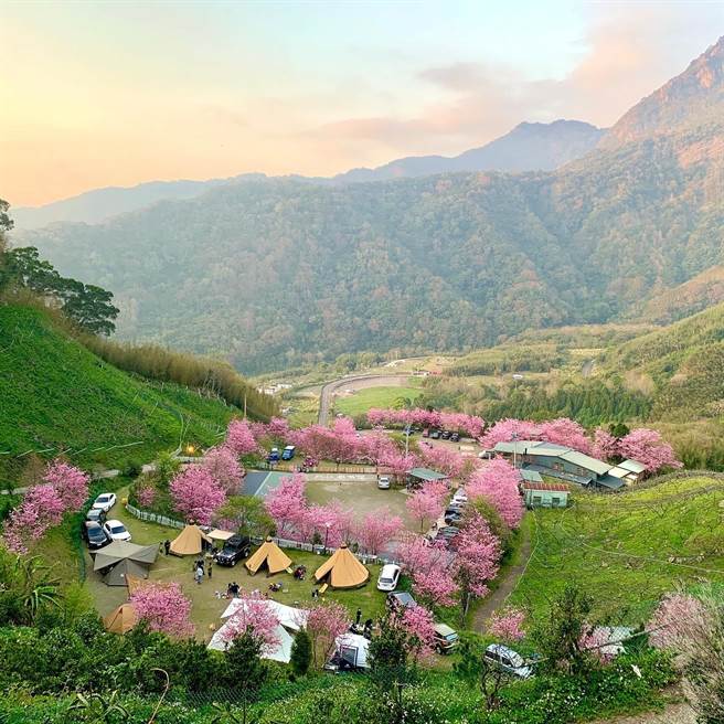 85山甜柿森林露营区每年都吸引许多游客到访赏樱。（翻摄自85山甜柿森林露营区脸书）