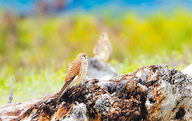 在知本溼地海边，常可发现猛禽红隼踪迹。（庄哲权摄）