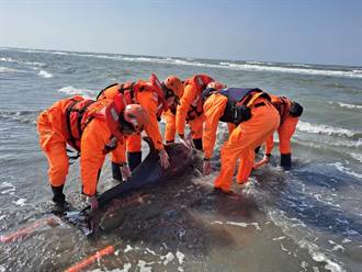 台南王爺港沙洲糙齒海豚擱淺 送四草鯨豚搶救站救治