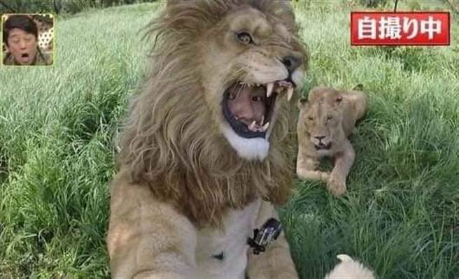 日本藝人上節目扮演獅子，與猛獸近距離接觸，過程讓人看了膽戰心驚。(圖翻攝自/臉書/爆廢公社公開版)