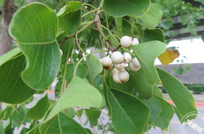 乌桕果实(摄于洲美街)