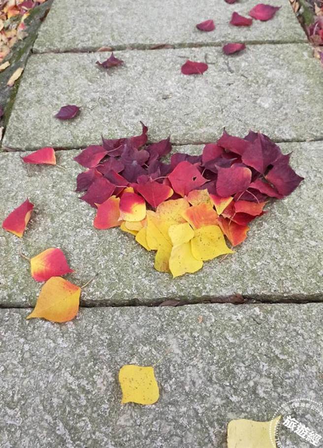 民眾以各种渐层色系将乌桕叶片拼贴成爱心