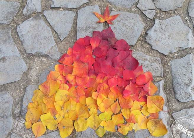 乌桕落叶，铺面为画布