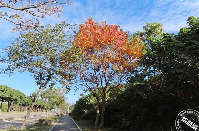大度路乌桕叶子的转色