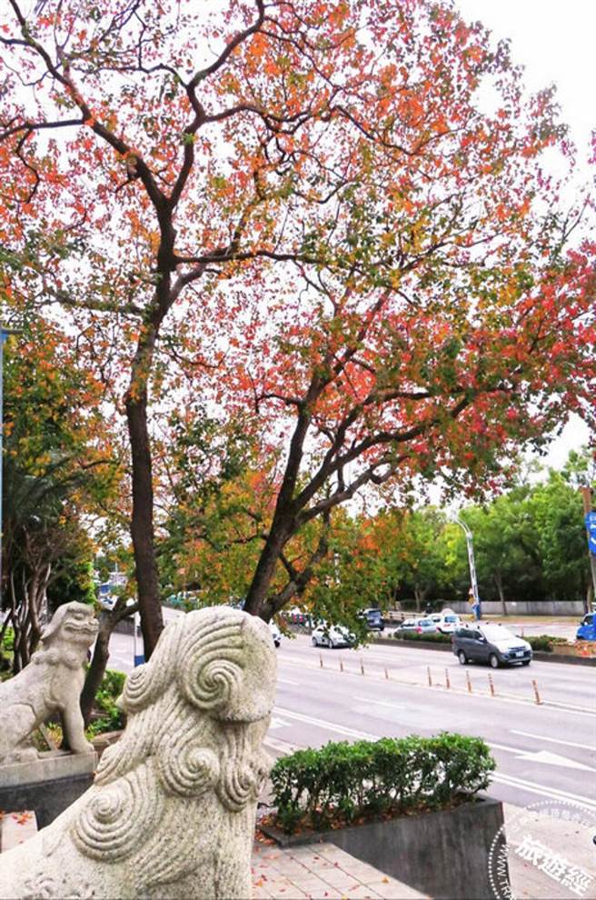 另一个角度剑潭公园的乌桕红叶和石狮子