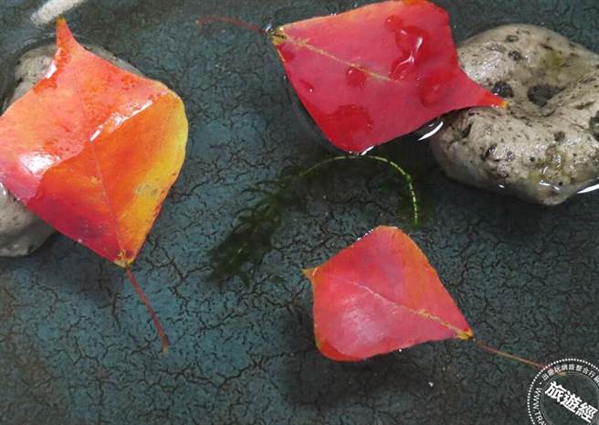 菱形带着叶柄的乌桕叶片落入水面宛如魟鱼悠游大海