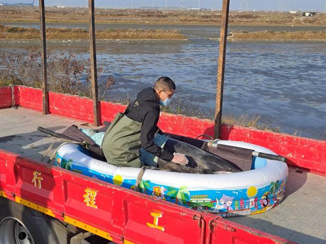 台南市北门区王爷港沙滩昨日上午民眾发现有一条鲸豚搁浅，随即通报海巡人员抢救。（海巡署南部分署第11岸巡队提供／刘秀芬台南传真）