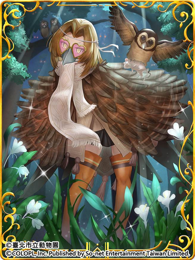  暗夜的资深猎人 褐林鸮