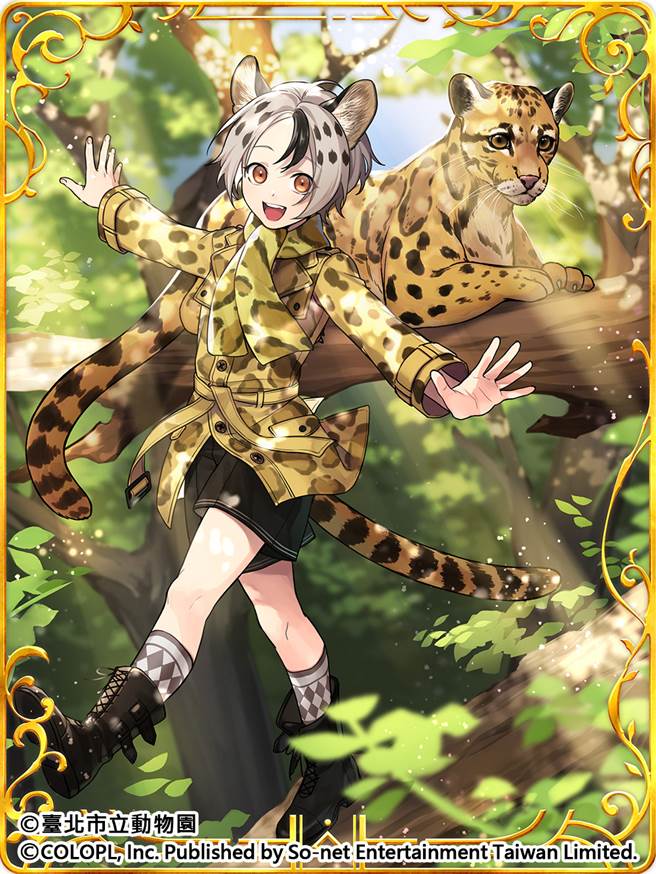  山林间的引路者 云豹 