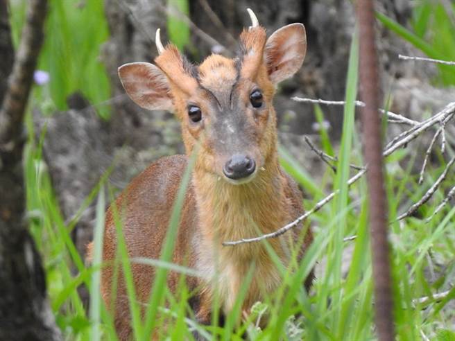 平园区活动之公山羌。图／林试所提供