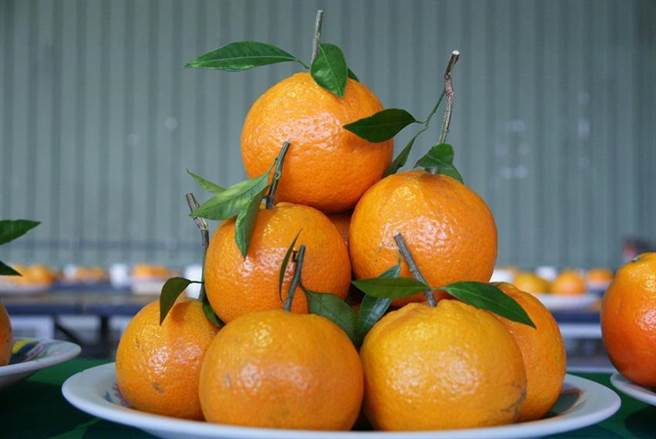 （优质桶柑。图／农粮署北区分署提供）