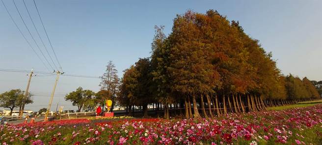 冷气团南下，台南六甲落羽松林逐渐由苍绿转为黄红。（台南市六甲区公所提供／刘秀芬台南传真）