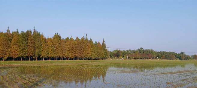 冷气团南下，台南六甲落羽松林逐渐由苍绿转为黄红。（台南市六甲区公所提供／刘秀芬台南传真）