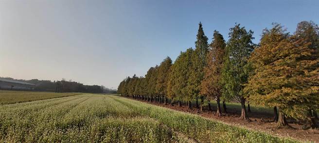 冷气团南下，台南六甲落羽松林逐渐由苍绿转为黄红。（台南市六甲区公所提供／刘秀芬台南传真）