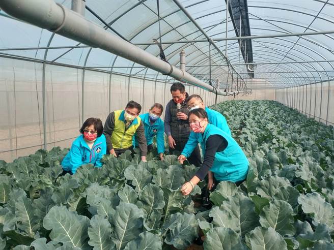 离岛首座有机集团栽培专区今天在金门县农试所正式开幕，在地青农介绍目前有机专区生产蔬菜状况与设备。（金门县府提供）