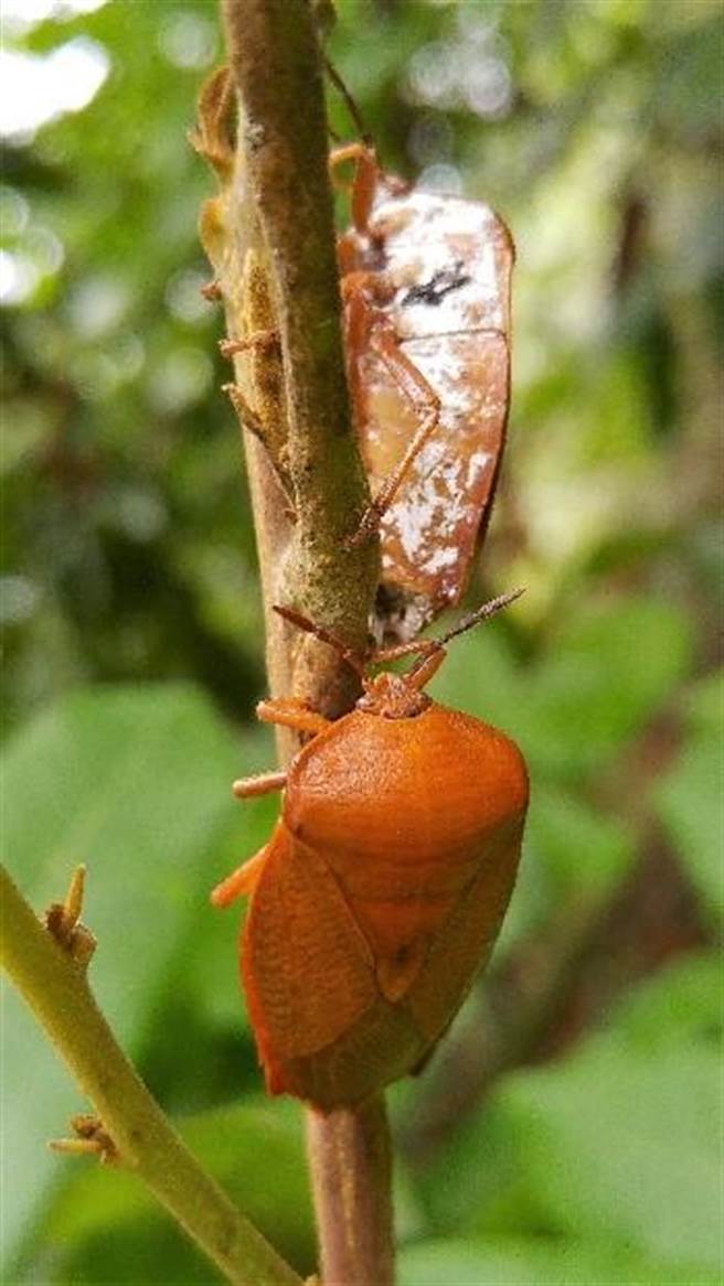 荔枝椿象成虫。（图／防检局提供）
