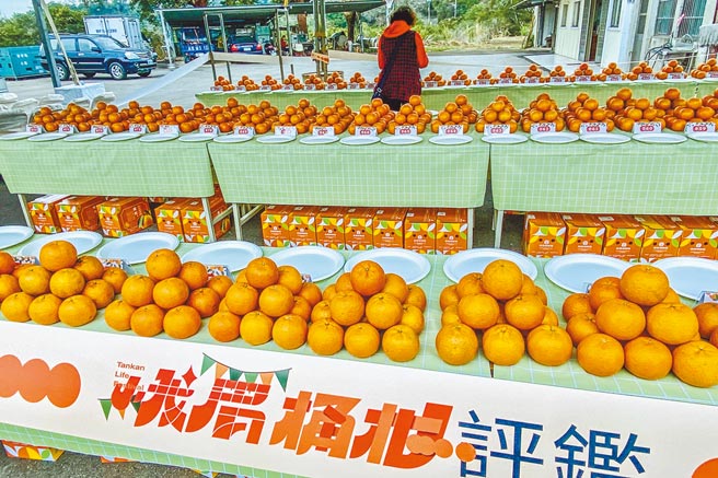 新竹县峨眉乡农会桶柑评鑑竞赛，评审针对果形外观、糖度、水分含量等进行评分。（罗浚滨摄）