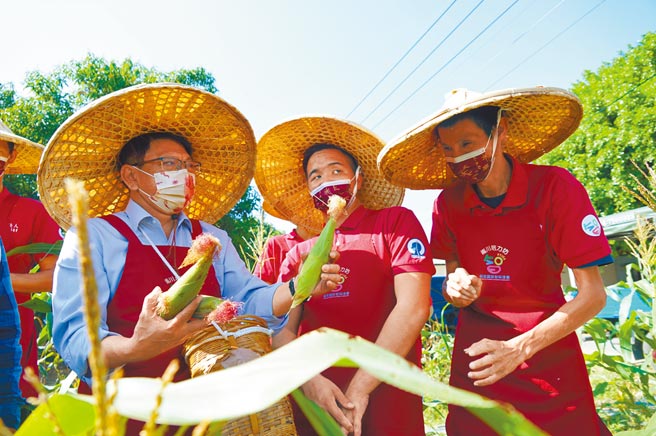 由屏東縣府成立的「智青農事培力坊」迎來採收期，身障學員13日下田採九層塔、摘玉米，陪同在側的縣長潘孟安頻誇讚。（謝佳潾攝）