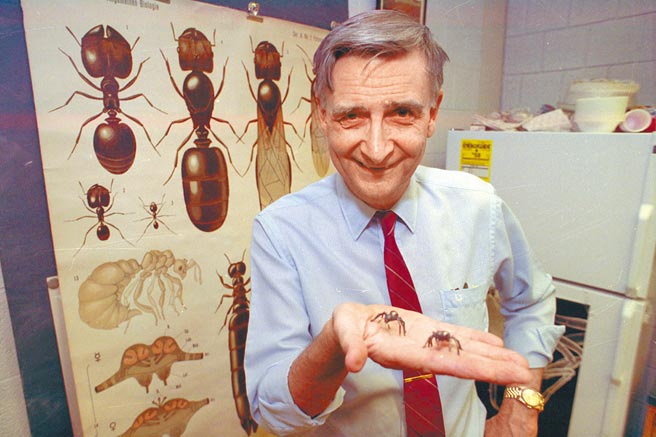 威尔森教授钻研蚂蚁学，有「蚂蚁侠」的昵称。（美联社）