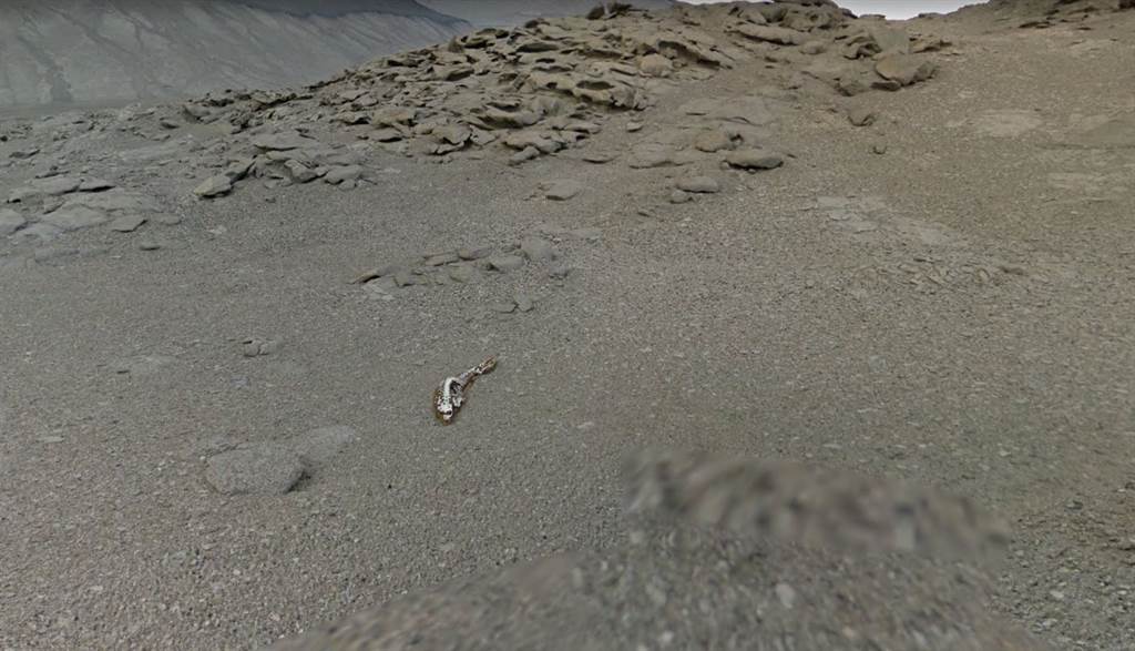 去年一名網友滑谷歌地圖時，在南極發現一具詭異骨骸，引發討論，日本動物學家近日對此做出解釋。(圖翻攝自/Google Maps)