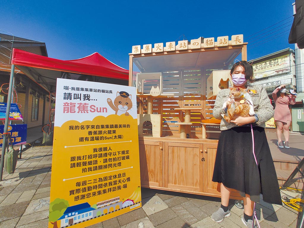 「龍蕉Sun」貓站長來自南投家畜疾病防治所，未來將會在集集車站旁的鐵道倉庫內與民眾見面，超豪華的辦公室供民眾探班使用。（吳建輝攝）
