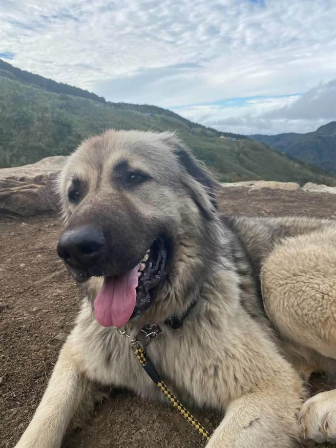 60公斤高加索犬山區流浪，新北市動保處獲報後透過臉書幫牠找到驗新主人。（新北市動保處提供）